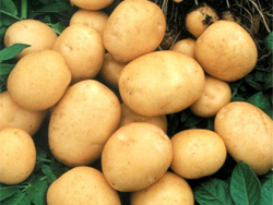 Почему не стоит злоупотреблять картофелем