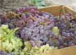 Как правильно выбирать виноград 